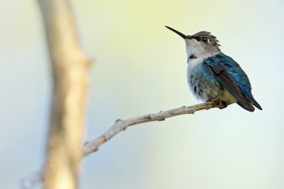 <i class='fa fa-user'></i>&nbsp;Martjan Lammertink&nbsp;|   Bijkolibrie&nbsp; <i class='fa fa-eye'>&nbsp;301</i> &nbsp;<i class='fa fa-thumbs-up'>&nbsp;1</i> &nbsp; <i class='fa fa-comment-o'>&nbsp;6</i>