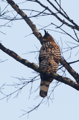 <i class='fa fa-user'></i>&nbsp;Kees de Jager&nbsp;|   Kleine Kuifarend&nbsp; <i class='fa fa-eye'>&nbsp;274</i> &nbsp; <i class='fa fa-comment-o'>&nbsp;0</i>