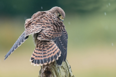 Deze torenvalk gefotografeerd vanuit een schuiltent. Het gezicht spreek boekdelen. Ze heeft een hekel aan regen.