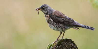 Tijdens een overnachting op een camping in de Ardennen bleken de Kramsvogels erg actief op zoek naar (regen)wormen.