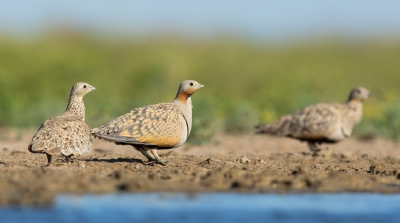 <i class='fa fa-user'></i>&nbsp;david&nbsp;|   Zwartbuikzandhoen&nbsp; <i class='fa fa-eye'>&nbsp;256</i> &nbsp;<i class='fa fa-thumbs-up'>&nbsp;1</i> &nbsp; <i class='fa fa-comment-o'>&nbsp;1</i>