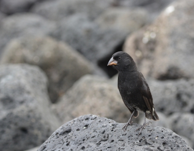 <i class='fa fa-user'></i>&nbsp;ko katsman&nbsp;|   Middelste Grondvink&nbsp; <i class='fa fa-eye'>&nbsp;245</i> &nbsp; <i class='fa fa-comment-o'>&nbsp;3</i>