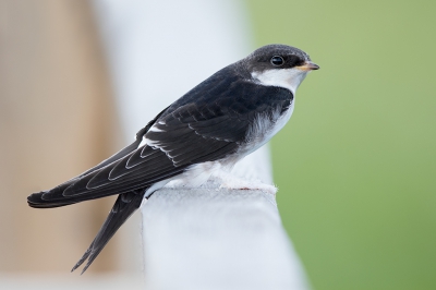 <i class='fa fa-user'></i>&nbsp;Peter Soer&nbsp;|   Huiszwaluw&nbsp; <i class='fa fa-eye'>&nbsp;312</i> &nbsp; <i class='fa fa-comment-o'>&nbsp;2</i>