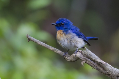 <i class='fa fa-user'></i>&nbsp;Thomas Luiten&nbsp;|   Maleise Niltava&nbsp; <i class='fa fa-eye'>&nbsp;264</i> &nbsp;<i class='fa fa-thumbs-up'>&nbsp;1</i> &nbsp; <i class='fa fa-comment-o'>&nbsp;8</i>