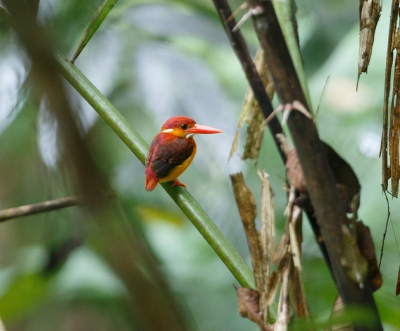 <i class='fa fa-user'></i>&nbsp;Kees de Jager&nbsp;|   Jungledwergijsvogel&nbsp; <i class='fa fa-eye'>&nbsp;240</i> &nbsp; <i class='fa fa-comment-o'>&nbsp;2</i>