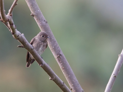 <i class='fa fa-user'></i>&nbsp;Paul van Giersbergen&nbsp;|   Roetvliegenvanger&nbsp; <i class='fa fa-eye'>&nbsp;134</i> &nbsp; <i class='fa fa-comment-o'>&nbsp;0</i>