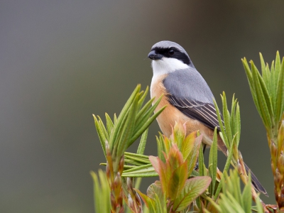 <i class='fa fa-user'></i>&nbsp;Paul van Giersbergen&nbsp;|   Himalayaklauwier&nbsp; <i class='fa fa-eye'>&nbsp;263</i> &nbsp;<i class='fa fa-thumbs-up'>&nbsp;5</i> &nbsp; <i class='fa fa-comment-o'>&nbsp;4</i>