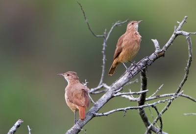 <i class='fa fa-user'></i>&nbsp;charlysax&nbsp;|   Rosse Ovenvogel&nbsp; <i class='fa fa-eye'>&nbsp;269</i> &nbsp;<i class='fa fa-thumbs-up'>&nbsp;2</i> &nbsp; <i class='fa fa-comment-o'>&nbsp;3</i>