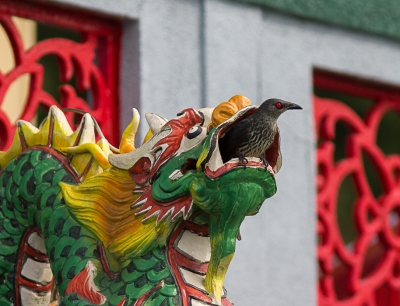 <i class='fa fa-user'></i>&nbsp;hansgans&nbsp;|   Maleise Purperspreeuw&nbsp; <i class='fa fa-eye'>&nbsp;358</i> &nbsp;<i class='fa fa-thumbs-up'>&nbsp;6</i> &nbsp; <i class='fa fa-comment-o'>&nbsp;11</i>