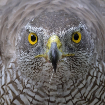 <i class='fa fa-user'></i>&nbsp;Henk Laverman&nbsp;|   Havik&nbsp; <i class='fa fa-eye'>&nbsp;657</i> &nbsp;<i class='fa fa-thumbs-up'>&nbsp;14</i> &nbsp; <i class='fa fa-comment-o'>&nbsp;19</i>