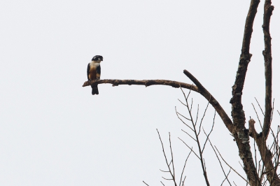 <i class='fa fa-user'></i>&nbsp;Kees de Jager&nbsp;|   Musvalk&nbsp; <i class='fa fa-eye'>&nbsp;309</i> &nbsp; <i class='fa fa-comment-o'>&nbsp;1</i>