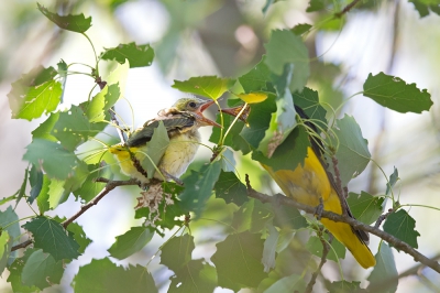 <i class='fa fa-user'></i>&nbsp;Bouke Atema&nbsp;|   Wielewaal&nbsp; <i class='fa fa-eye'>&nbsp;256</i> &nbsp; <i class='fa fa-comment-o'>&nbsp;3</i>