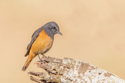 <i class='fa fa-user'></i>&nbsp;Paul van Gorp&nbsp;|   Kleine Rotslijster&nbsp; <i class='fa fa-eye'>&nbsp;389</i> &nbsp;<i class='fa fa-thumbs-up'>&nbsp;8</i> &nbsp; <i class='fa fa-comment-o'>&nbsp;5</i>