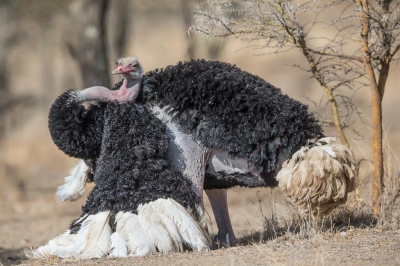 <i class='fa fa-user'></i>&nbsp;Paul van Gorp&nbsp;|   Somalische Struisvogel&nbsp; <i class='fa fa-eye'>&nbsp;333</i> &nbsp;<i class='fa fa-thumbs-up'>&nbsp;2</i> &nbsp; <i class='fa fa-comment-o'>&nbsp;3</i>