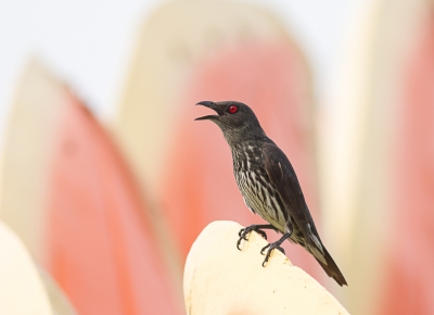 <i class='fa fa-user'></i>&nbsp;hansgans&nbsp;|   Maleise Purperspreeuw&nbsp; <i class='fa fa-eye'>&nbsp;246</i> &nbsp;<i class='fa fa-thumbs-up'>&nbsp;6</i> &nbsp; <i class='fa fa-comment-o'>&nbsp;8</i>