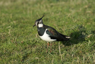 Tijdens een dag vogels kijken ergens in Nederland (Zeeland) deze kievit gezien.