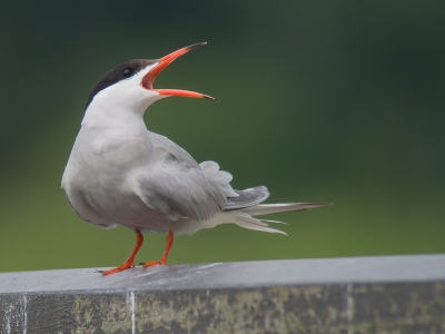 <i class='fa fa-user'></i>&nbsp;Marcel van der Tol&nbsp;|   Visdief&nbsp; <i class='fa fa-eye'>&nbsp;263</i> &nbsp; <i class='fa fa-comment-o'>&nbsp;2</i>