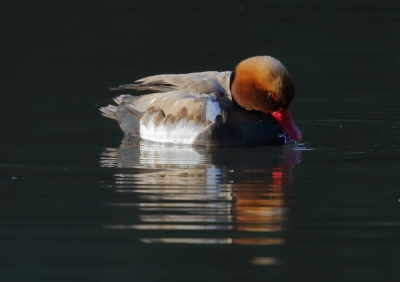 Vroeg in de ochtend, na een nevelige start brak ineens de zon door die precies deze krooneend bescheen tegen een donkere achtergrond.