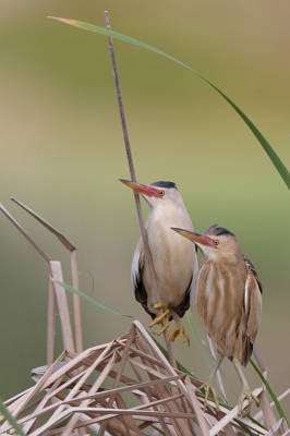 <i class='fa fa-user'></i>&nbsp;Roelofm&nbsp;|   Woudaap&nbsp; <i class='fa fa-eye'>&nbsp;510</i> &nbsp;<i class='fa fa-thumbs-up'>&nbsp;10</i> &nbsp; <i class='fa fa-comment-o'>&nbsp;8</i>