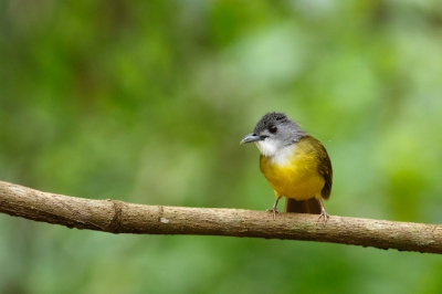 <i class='fa fa-user'></i>&nbsp;Kees de Jager&nbsp;|   Grijskopbaardbuulbuul&nbsp; <i class='fa fa-eye'>&nbsp;150</i> &nbsp; <i class='fa fa-comment-o'>&nbsp;2</i>