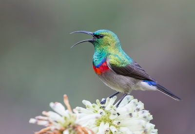 <i class='fa fa-user'></i>&nbsp;Eric van Roon&nbsp;|   Kleine Kraaghoningzuiger&nbsp; <i class='fa fa-eye'>&nbsp;353</i> &nbsp;<i class='fa fa-thumbs-up'>&nbsp;4</i> &nbsp; <i class='fa fa-comment-o'>&nbsp;8</i>