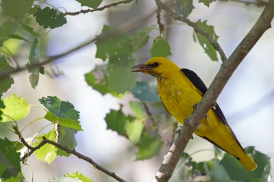 <i class='fa fa-user'></i>&nbsp;Bouke Atema&nbsp;|   Wielewaal&nbsp; <i class='fa fa-eye'>&nbsp;342</i> &nbsp;<i class='fa fa-thumbs-up'>&nbsp;1</i> &nbsp; <i class='fa fa-comment-o'>&nbsp;2</i>