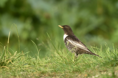 <i class='fa fa-user'></i>&nbsp;Gerard Visser&nbsp;|   Beflijster&nbsp; <i class='fa fa-eye'>&nbsp;342</i> &nbsp;<i class='fa fa-thumbs-up'>&nbsp;1</i> &nbsp; <i class='fa fa-comment-o'>&nbsp;7</i>