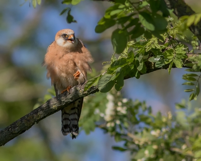 <i class='fa fa-user'></i>&nbsp;Marie-Jos� Boon&nbsp;|   Roodpootvalk&nbsp; <i class='fa fa-eye'>&nbsp;325</i> &nbsp;<i class='fa fa-thumbs-up'>&nbsp;1</i> &nbsp; <i class='fa fa-comment-o'>&nbsp;5</i>