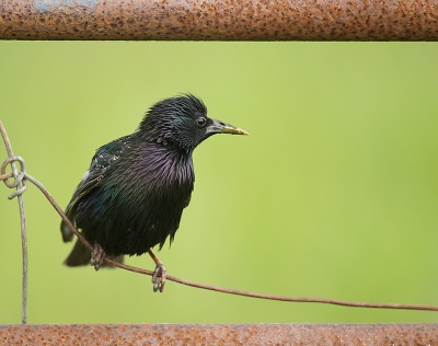 <i class='fa fa-user'></i>&nbsp;Wilfried Solarz&nbsp;|   Spreeuw&nbsp; <i class='fa fa-eye'>&nbsp;349</i> &nbsp;<i class='fa fa-thumbs-up'>&nbsp;7</i> &nbsp; <i class='fa fa-comment-o'>&nbsp;10</i>