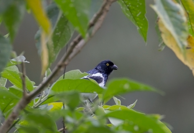 <i class='fa fa-user'></i>&nbsp;charlysax&nbsp;|   Ekstertangare&nbsp; <i class='fa fa-eye'>&nbsp;166</i> &nbsp; <i class='fa fa-comment-o'>&nbsp;1</i>