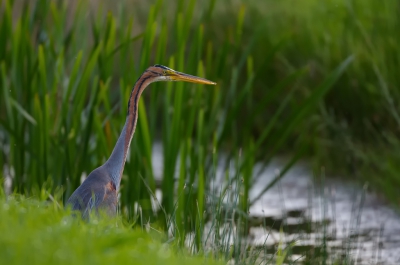 <i class='fa fa-user'></i>&nbsp;LeerdammerKees&nbsp;|   Purperreiger&nbsp; <i class='fa fa-eye'>&nbsp;310</i> &nbsp;<i class='fa fa-thumbs-up'>&nbsp;1</i> &nbsp; <i class='fa fa-comment-o'>&nbsp;11</i>