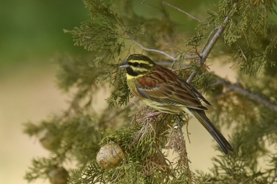 <i class='fa fa-user'></i>&nbsp;Gerard Visser&nbsp;|   Cirlgors&nbsp; <i class='fa fa-eye'>&nbsp;314</i> &nbsp;<i class='fa fa-thumbs-up'>&nbsp;1</i> &nbsp; <i class='fa fa-comment-o'>&nbsp;11</i>