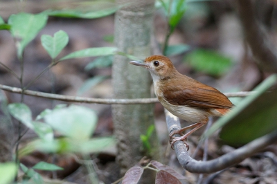 <i class='fa fa-user'></i>&nbsp;Kees de Jager&nbsp;|   Witwangmuistimalia&nbsp; <i class='fa fa-eye'>&nbsp;197</i> &nbsp;<i class='fa fa-thumbs-up'>&nbsp;2</i> &nbsp; <i class='fa fa-comment-o'>&nbsp;3</i>