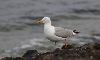 Meeuwen vind ik altijd prettige vogels om te fotograferen, omdat ze totaal niet schuw zijn. Met mijn nieuwe camera wat aan het oefenen geweest en dit is een van de foto's, die ik gemaakt heb.