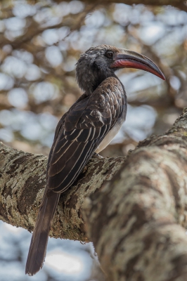 <i class='fa fa-user'></i>&nbsp;Paul van Gorp&nbsp;|   Hemprichs Tok&nbsp; <i class='fa fa-eye'>&nbsp;270</i> &nbsp; <i class='fa fa-comment-o'>&nbsp;1</i>