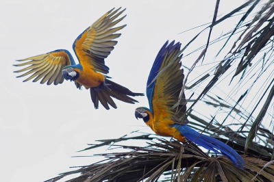 <i class='fa fa-user'></i>&nbsp;Brasil&nbsp;|   Blauw-gele Ara&nbsp; <i class='fa fa-eye'>&nbsp;389</i> &nbsp;<i class='fa fa-thumbs-up'>&nbsp;6</i> &nbsp; <i class='fa fa-comment-o'>&nbsp;7</i>