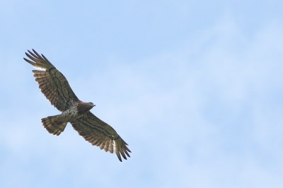 <i class='fa fa-user'></i>&nbsp;Rob Belterman&nbsp;|   Slangenarend&nbsp; <i class='fa fa-eye'>&nbsp;836</i> &nbsp; <i class='fa fa-comment-o'>&nbsp;4</i>