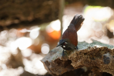 <i class='fa fa-user'></i>&nbsp;Kees de Jager&nbsp;|   Zwartkeelboomtimalia&nbsp; <i class='fa fa-eye'>&nbsp;242</i> &nbsp; <i class='fa fa-comment-o'>&nbsp;1</i>