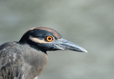 Deze reiger was zo tam dat hij je volop in de gelegenheid stelde om een portret van hem te maken. Gewoon middenin het dorp met een betonnen muur als achtergrond.