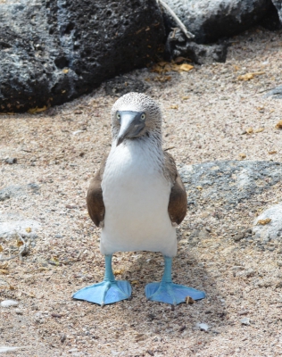 <i class='fa fa-user'></i>&nbsp;ko katsman&nbsp;|   Blauwvoetgent&nbsp; <i class='fa fa-eye'>&nbsp;415</i> &nbsp;<i class='fa fa-thumbs-up'>&nbsp;1</i> &nbsp; <i class='fa fa-comment-o'>&nbsp;2</i>