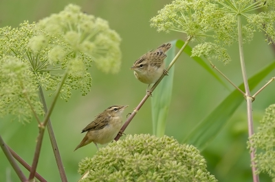 <i class='fa fa-user'></i>&nbsp;Hans Reitsma&nbsp;|   Rietzanger&nbsp; <i class='fa fa-eye'>&nbsp;429</i> &nbsp;<i class='fa fa-thumbs-up'>&nbsp;5</i> &nbsp; <i class='fa fa-comment-o'>&nbsp;9</i>