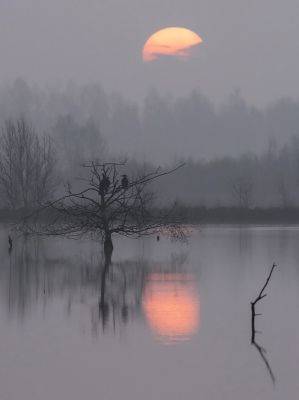 <i class='fa fa-user'></i>&nbsp;Bert Ooms&nbsp;|   Aalscholver&nbsp; <i class='fa fa-eye'>&nbsp;586</i> &nbsp;<i class='fa fa-thumbs-up'>&nbsp;20</i> &nbsp; <i class='fa fa-comment-o'>&nbsp;22</i>