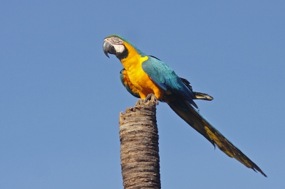 <i class='fa fa-user'></i>&nbsp;Brasil&nbsp;|   Blauw-gele Ara&nbsp; <i class='fa fa-eye'>&nbsp;253</i> &nbsp; <i class='fa fa-comment-o'>&nbsp;2</i>