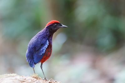 <i class='fa fa-user'></i>&nbsp;Kees de Jager&nbsp;|   Granaatpitta&nbsp; <i class='fa fa-eye'>&nbsp;304</i> &nbsp;<i class='fa fa-thumbs-up'>&nbsp;7</i> &nbsp; <i class='fa fa-comment-o'>&nbsp;6</i>