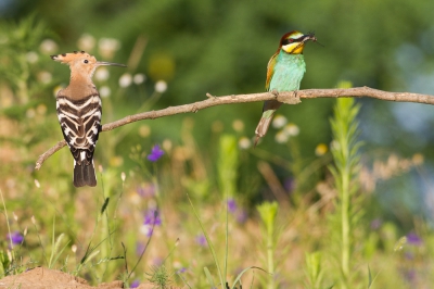 <i class='fa fa-user'></i>&nbsp;ruben vdb&nbsp;|   Bijeneter&nbsp; <i class='fa fa-eye'>&nbsp;545</i> &nbsp;<i class='fa fa-thumbs-up'>&nbsp;7</i> &nbsp; <i class='fa fa-comment-o'>&nbsp;7</i>