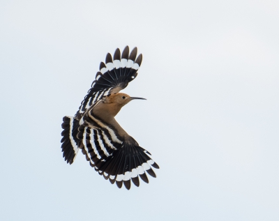 Struinend door een natuurgebiedje op zoek naar o.a. een Kuifleeuwerik schiet opeens een Hop voorlangs.
Kon daar maar 1 foto van maken waar z`n vleugels mooi open zijn.