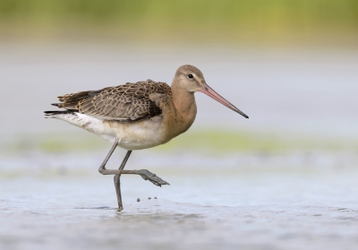 <i class='fa fa-user'></i>&nbsp;Henk Laverman&nbsp;|   Grutto&nbsp; <i class='fa fa-eye'>&nbsp;415</i> &nbsp;<i class='fa fa-thumbs-up'>&nbsp;6</i> &nbsp; <i class='fa fa-comment-o'>&nbsp;11</i>