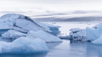 <i class='fa fa-user'></i>&nbsp;peter wijn&nbsp;|   Brandgans&nbsp; <i class='fa fa-eye'>&nbsp;660</i> &nbsp;<i class='fa fa-thumbs-up'>&nbsp;16</i> &nbsp; <i class='fa fa-comment-o'>&nbsp;21</i>