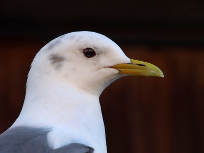 <i class='fa fa-user'></i>&nbsp;guido mwm&nbsp;|   Drieteenmeeuw&nbsp; <i class='fa fa-eye'>&nbsp;271</i> &nbsp; <i class='fa fa-comment-o'>&nbsp;6</i>