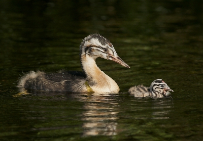 <i class='fa fa-user'></i>&nbsp;Ren�e en George&nbsp;|   Fuut&nbsp; <i class='fa fa-eye'>&nbsp;349</i> &nbsp;<i class='fa fa-thumbs-up'>&nbsp;5</i> &nbsp; <i class='fa fa-comment-o'>&nbsp;8</i>